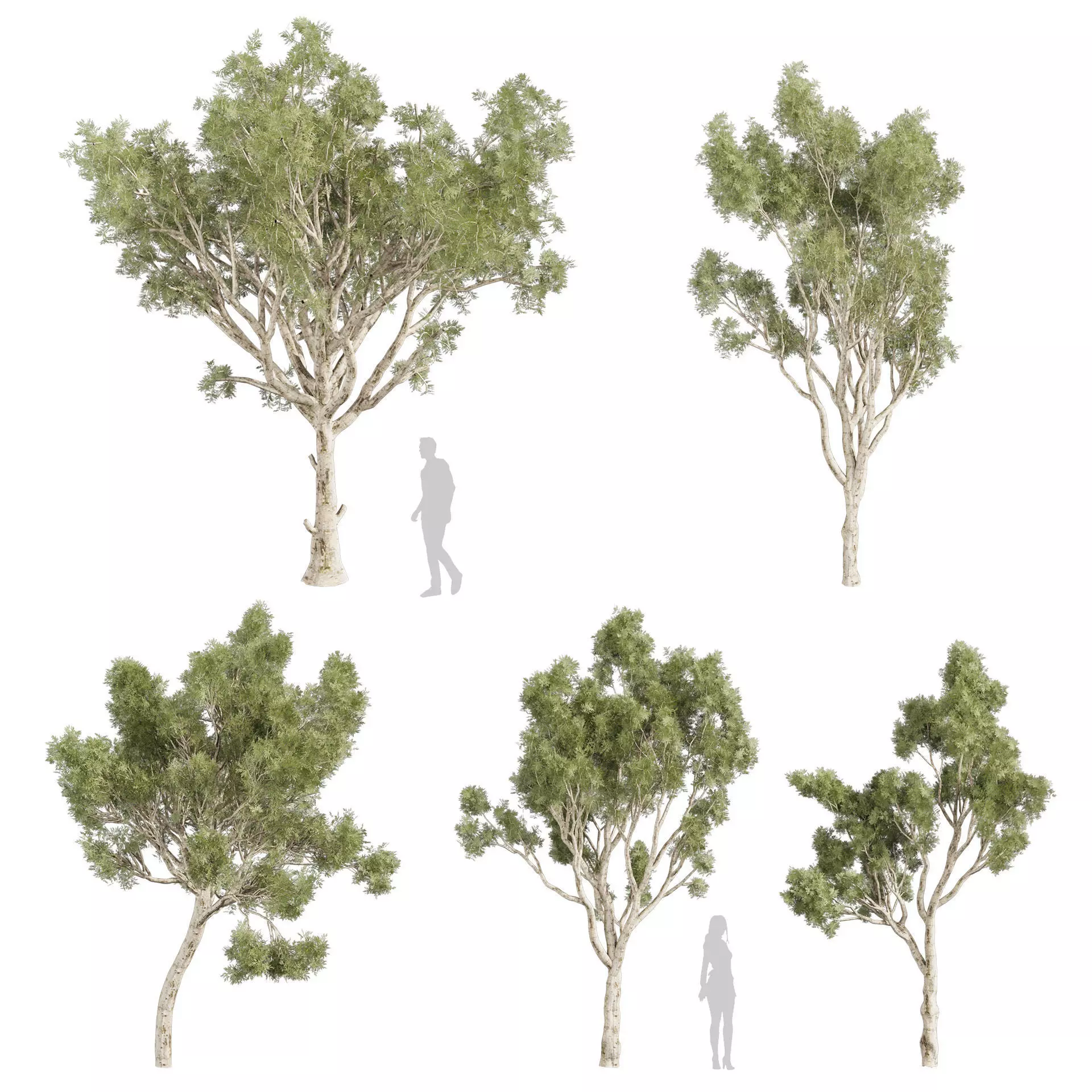 80 High-Quality Eucalyptus Tree Models Pack 3D Model Collection_6