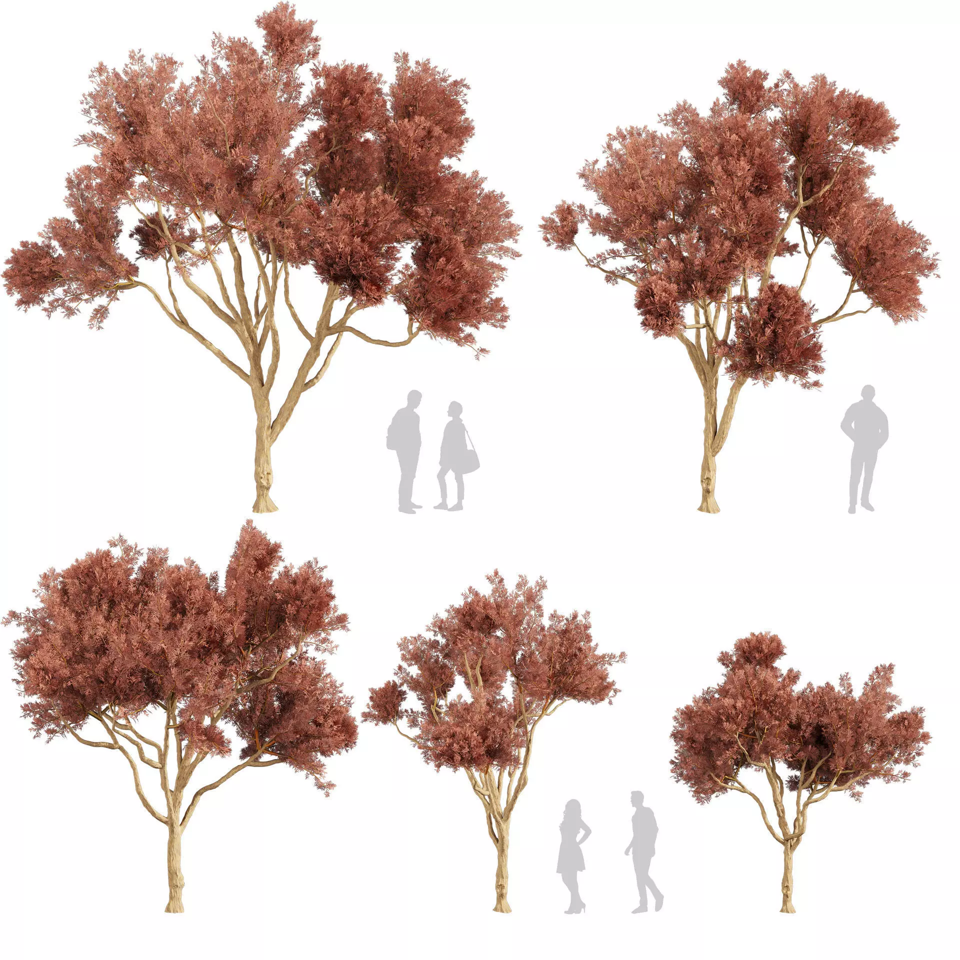 80 High-Quality Eucalyptus Tree Models Pack 3D Model Collection_24