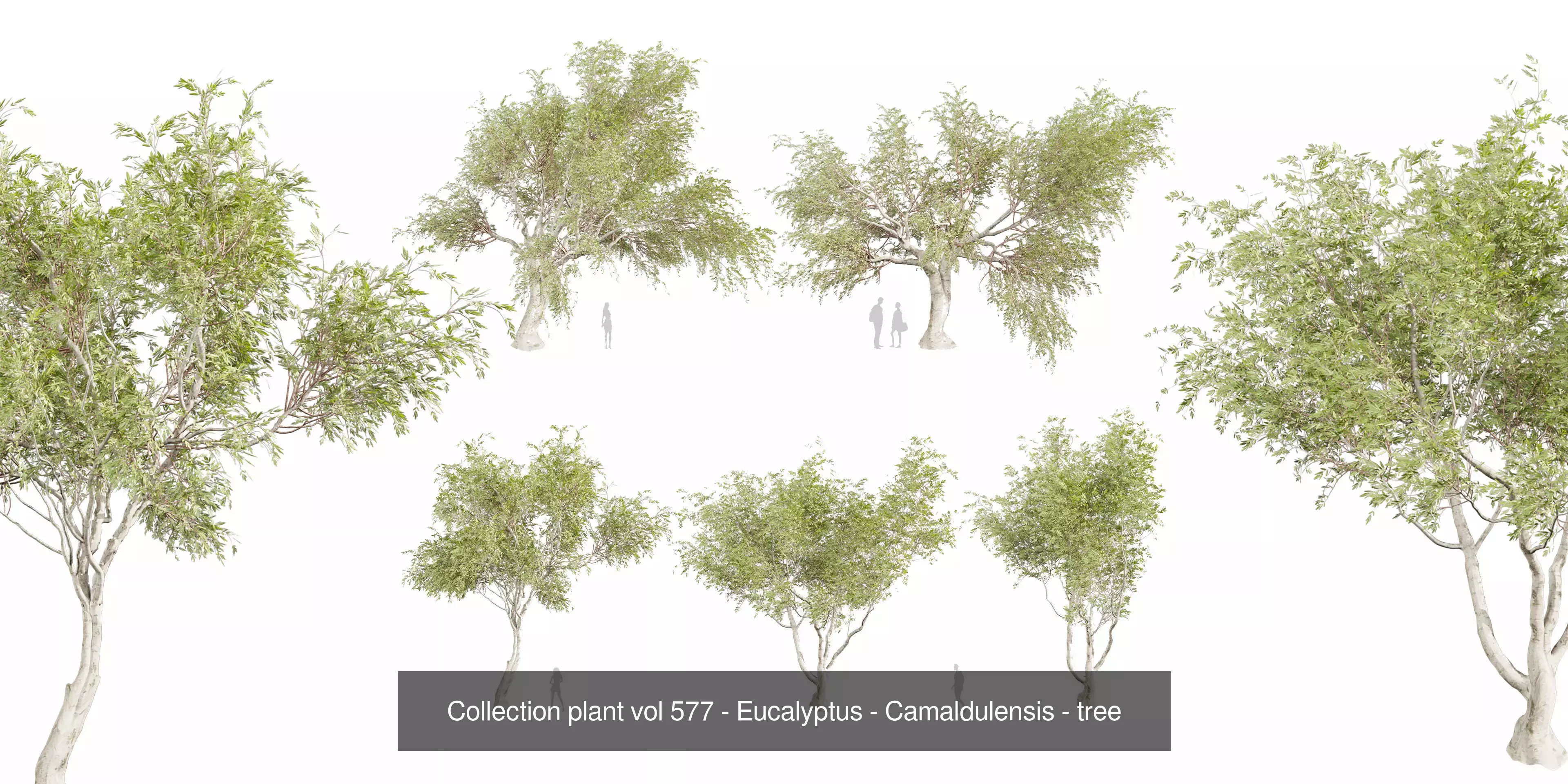80 High-Quality Eucalyptus Tree Models Pack 3D Model Collection_23