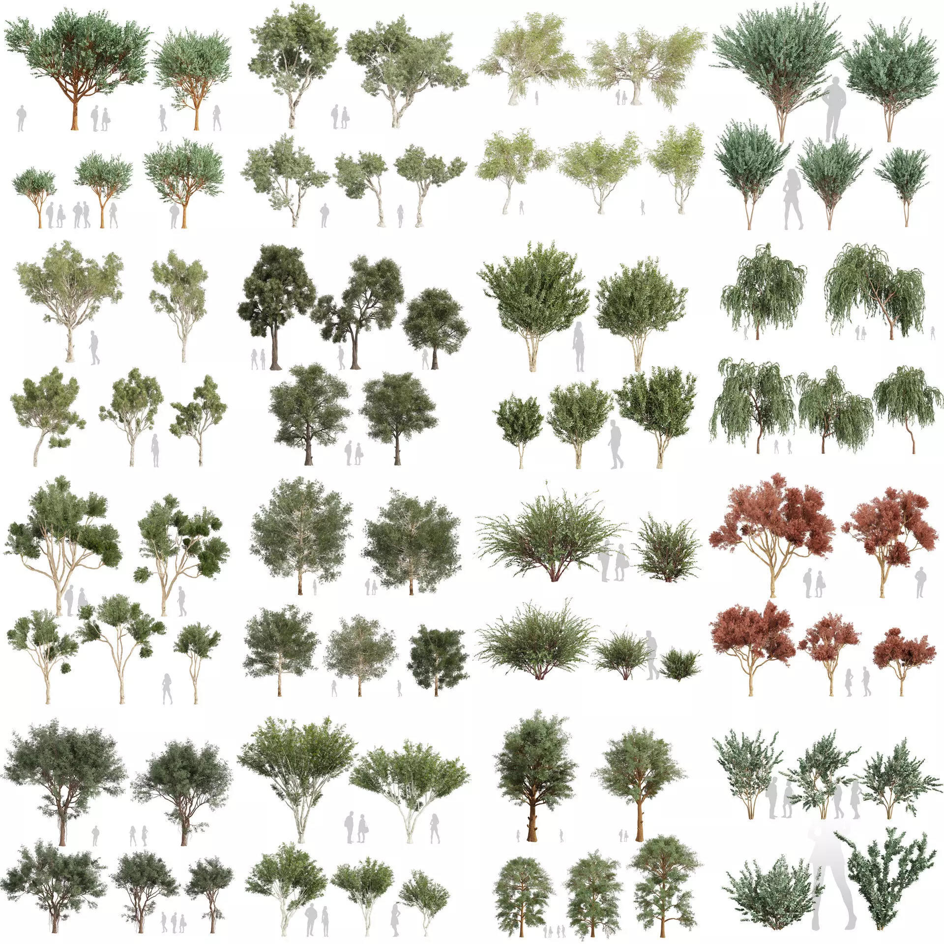 80 High-Quality Eucalyptus Tree Models Pack 3D Model Collection_0