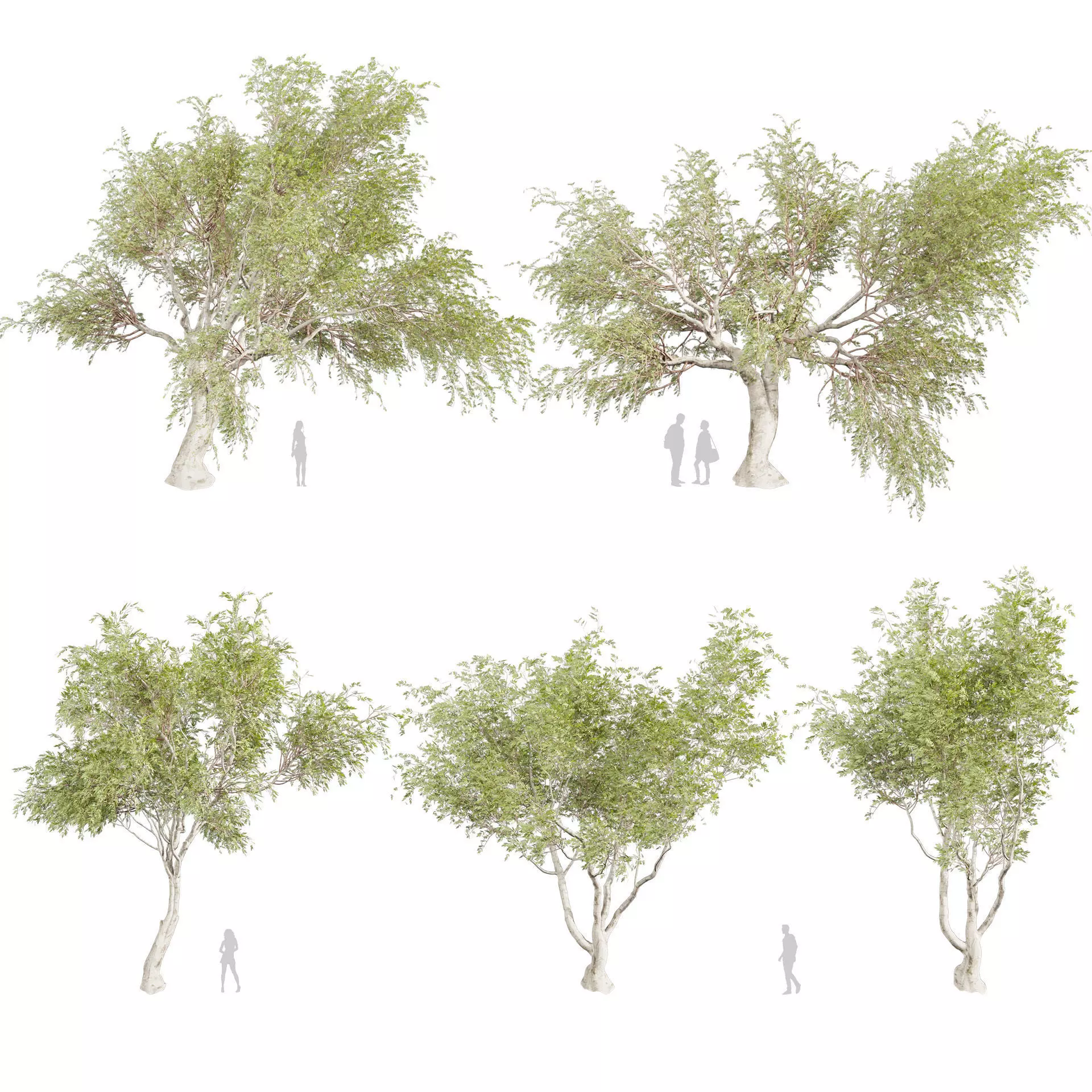 80 High-Quality Eucalyptus Tree Models Pack 3D Model Collection_12