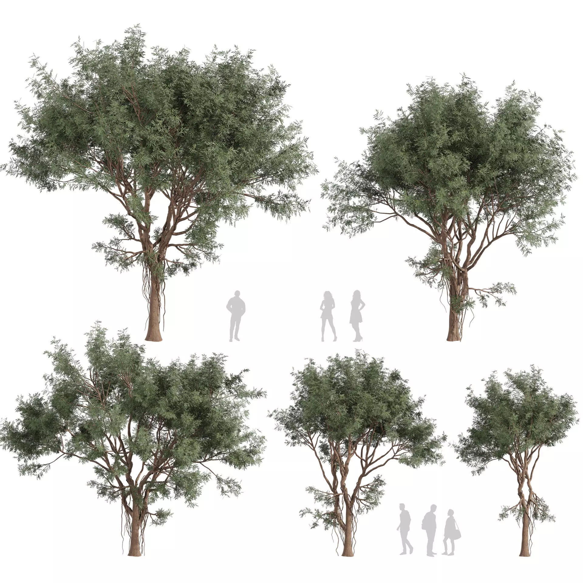 80 High-Quality Eucalyptus Tree Models Pack 3D Model Collection_26