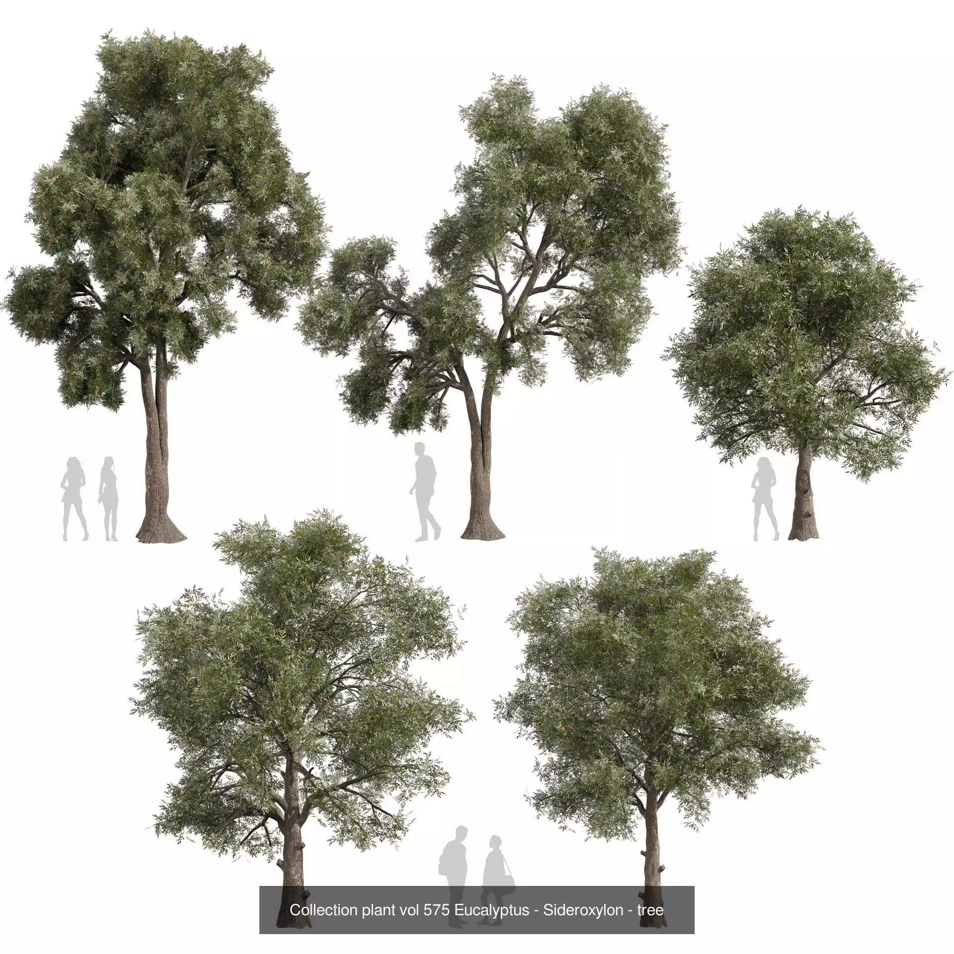 80 High-Quality Eucalyptus Tree Models Pack 3D Model Collection_13