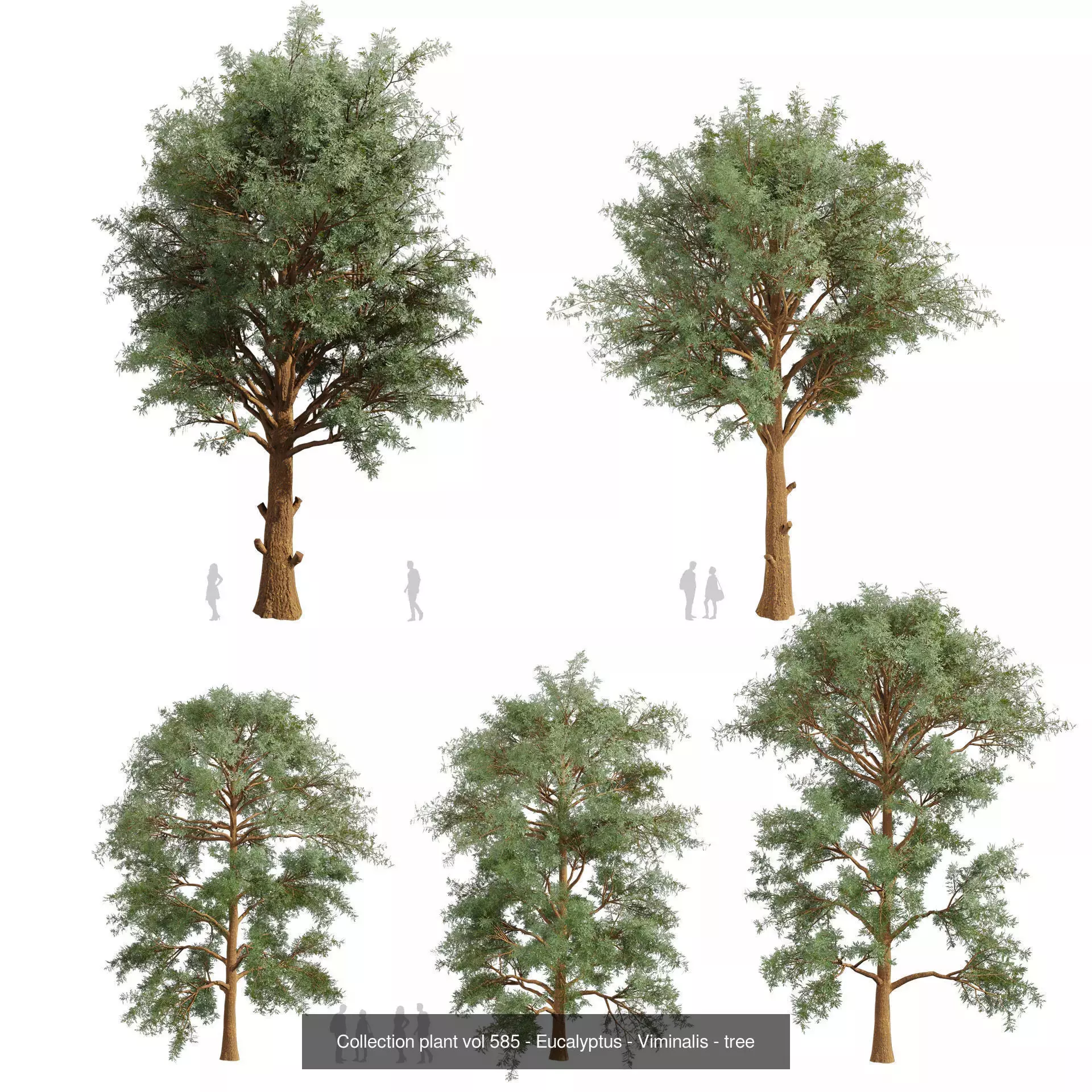 80 High-Quality Eucalyptus Tree Models Pack 3D Model Collection_46