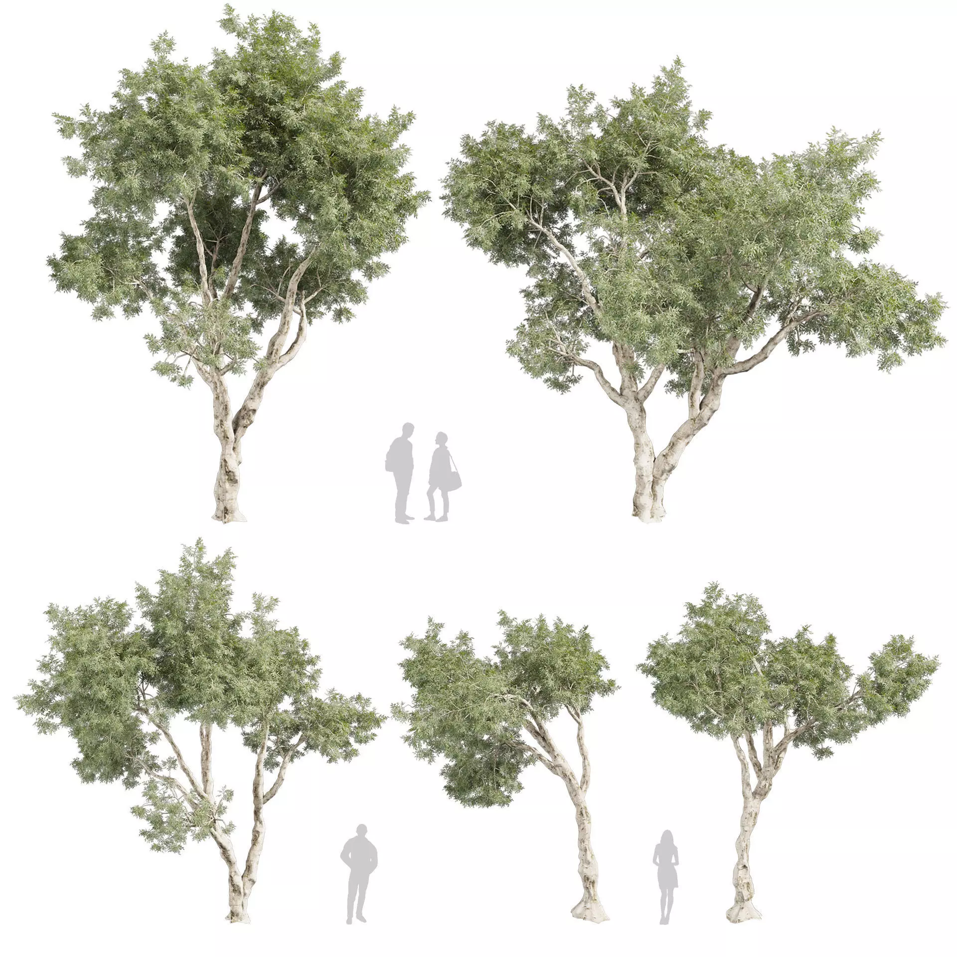 80 High-Quality Eucalyptus Tree Models Pack 3D Model Collection_3