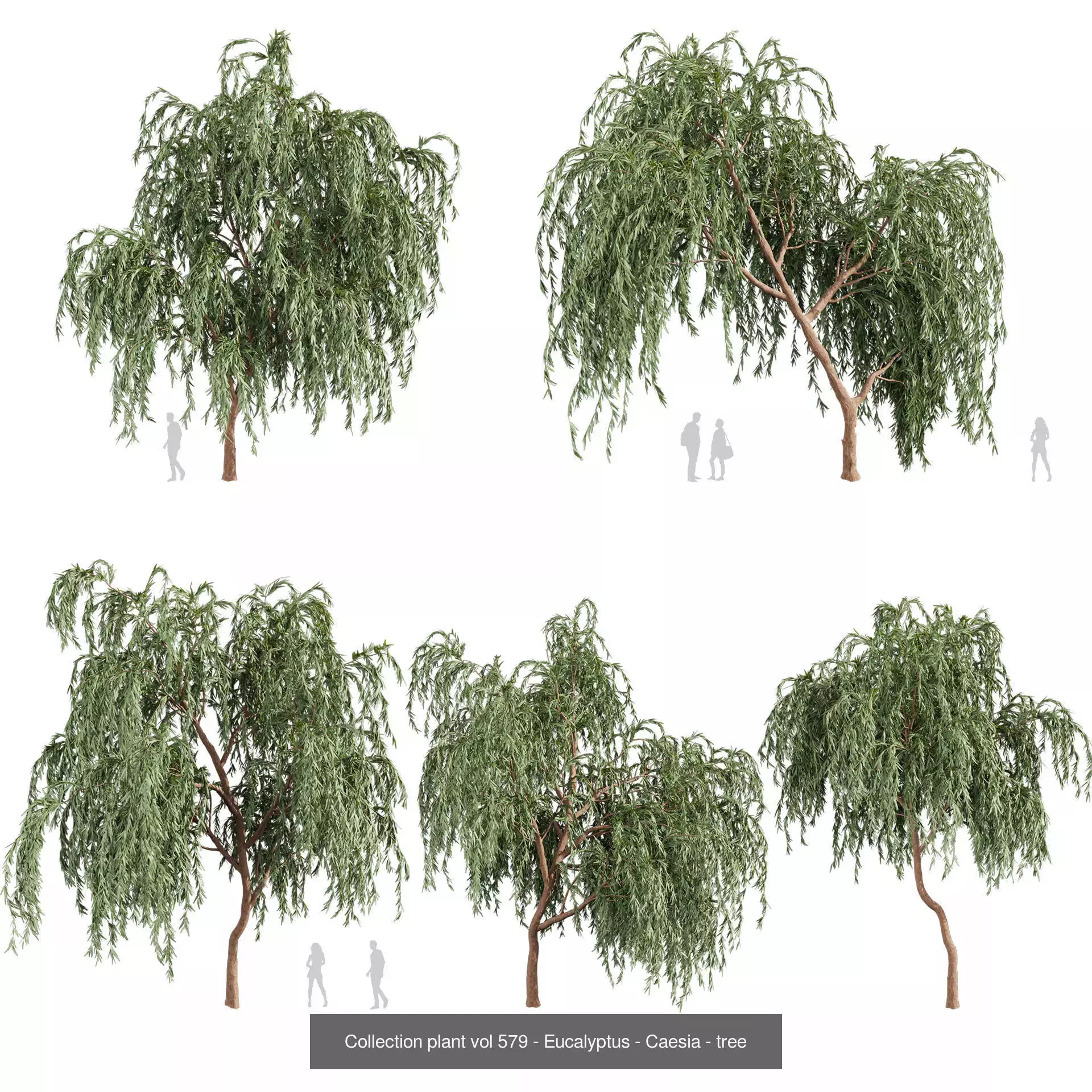 80 High-Quality Eucalyptus Tree Models Pack 3D Model Collection_29