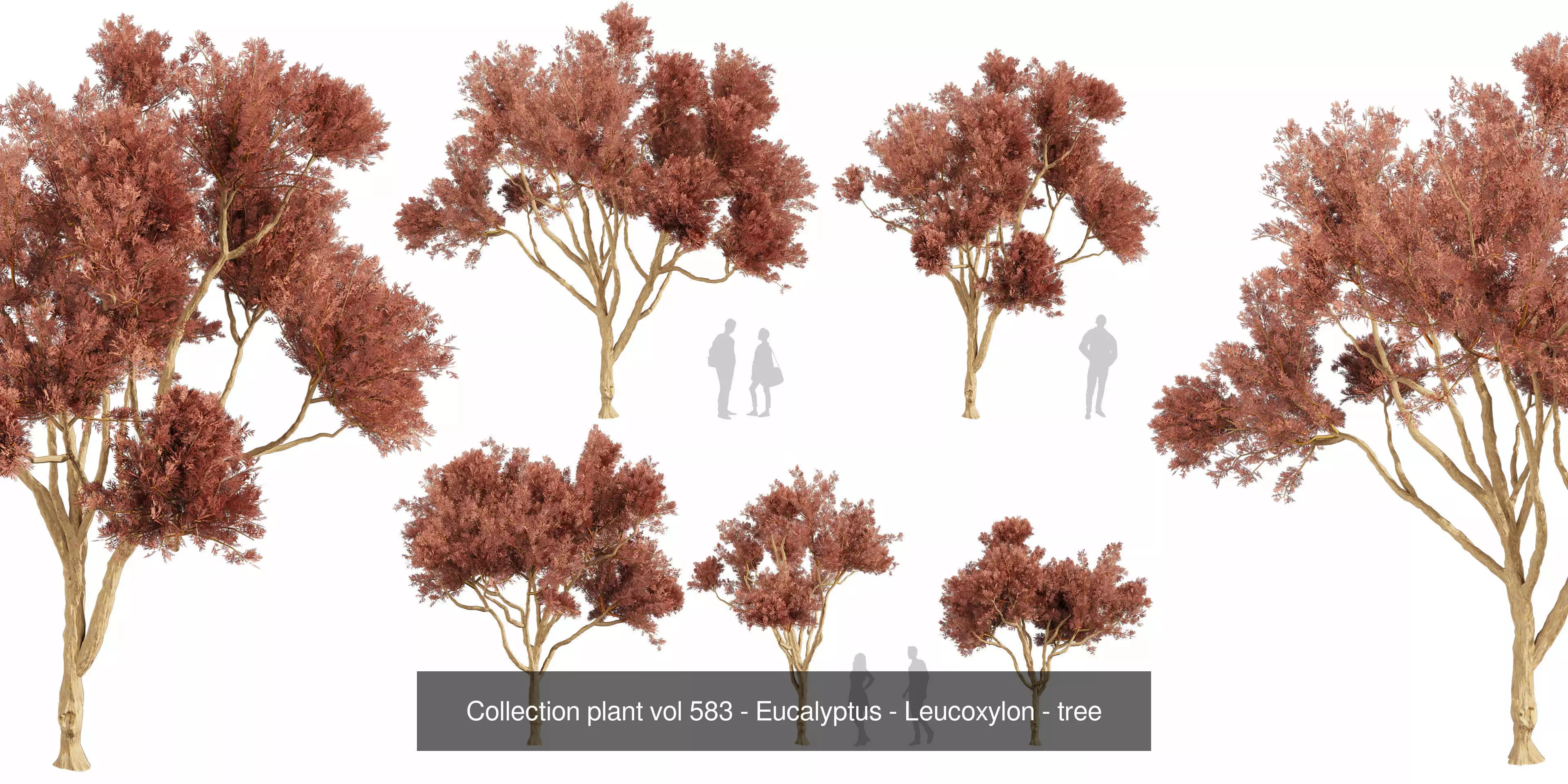 80 High-Quality Eucalyptus Tree Models Pack 3D Model Collection_41