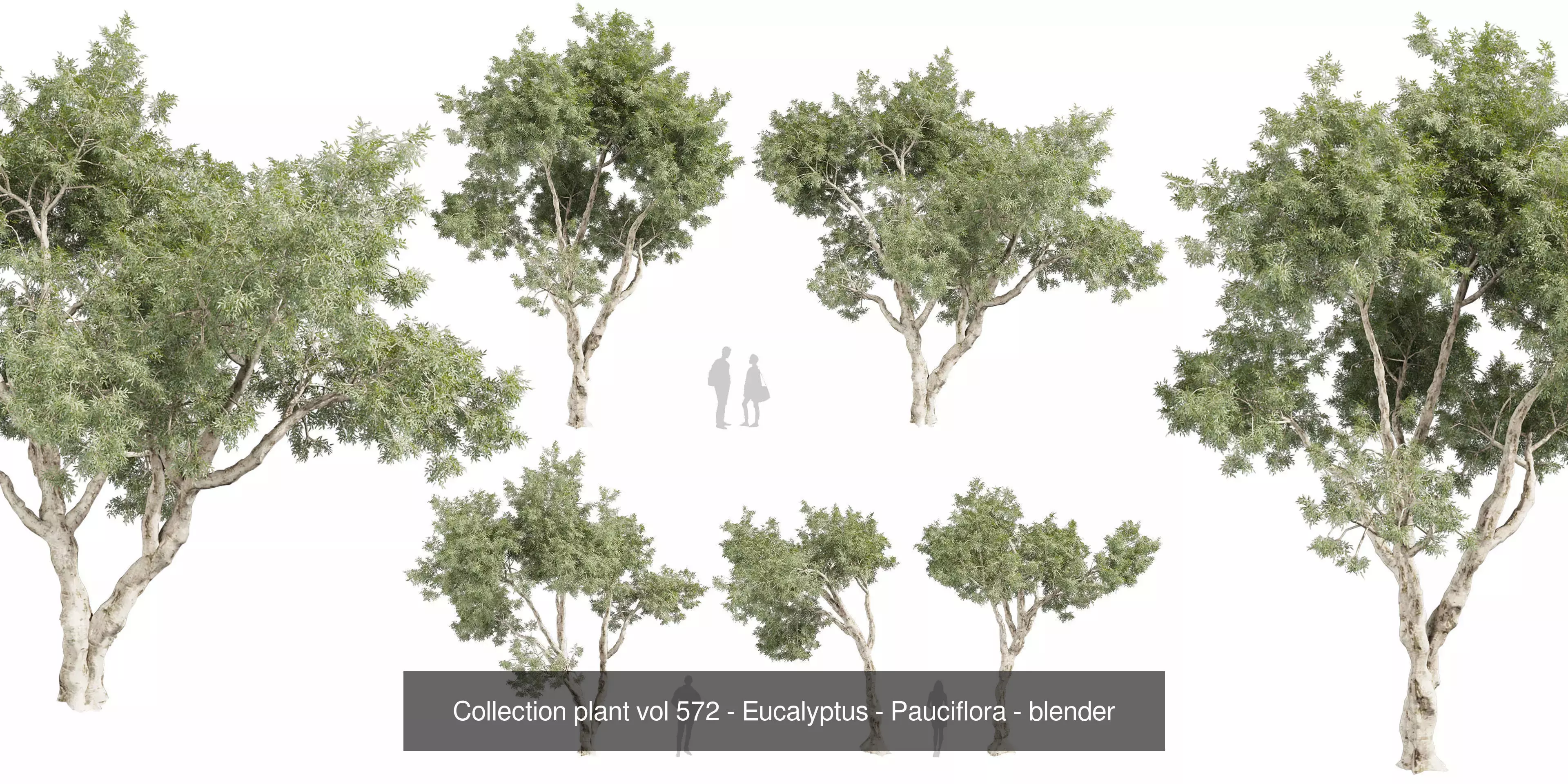80 High-Quality Eucalyptus Tree Models Pack 3D Model Collection_7