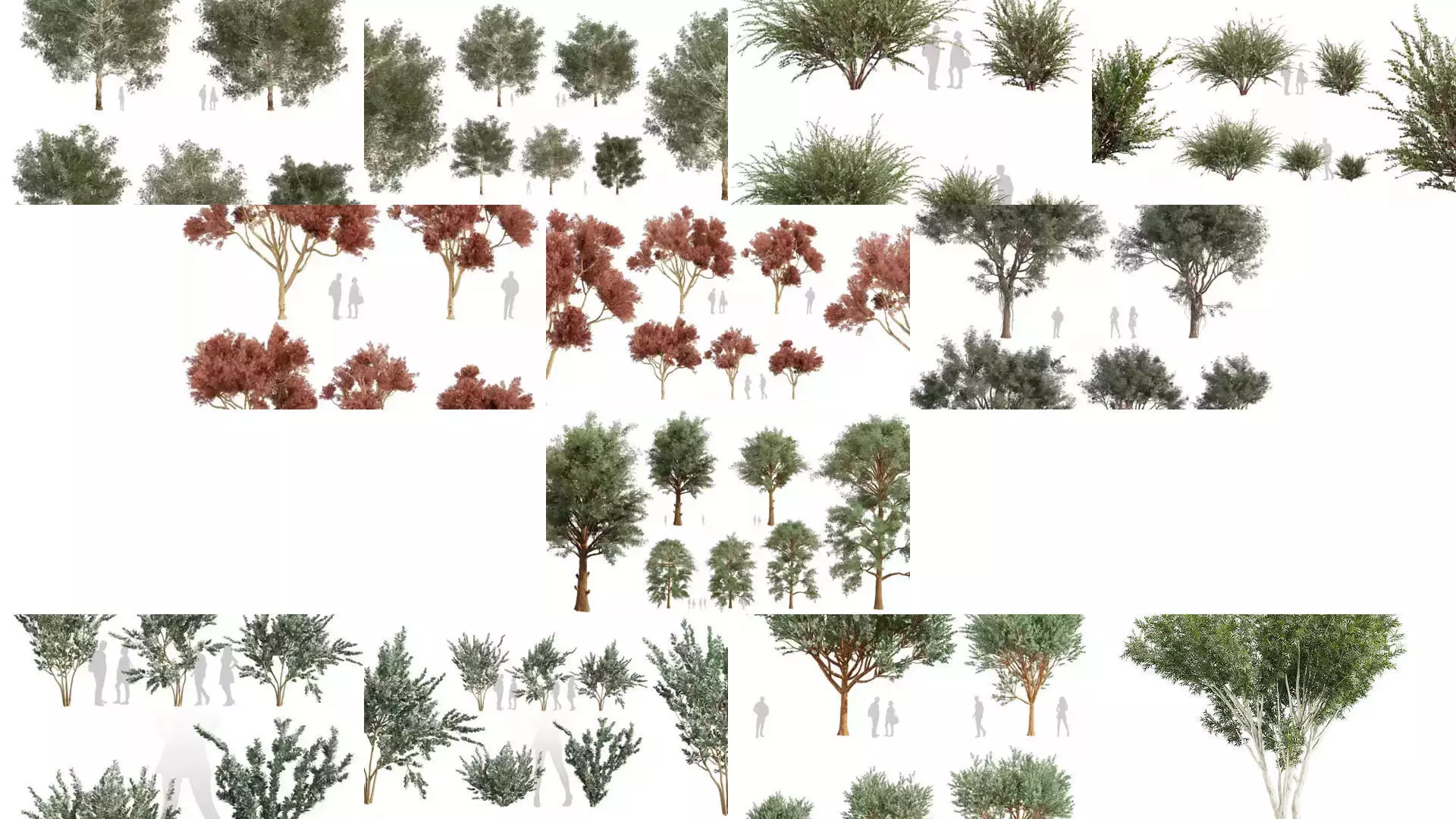80 High-Quality Eucalyptus Tree Models Pack 3D Model Collection_2