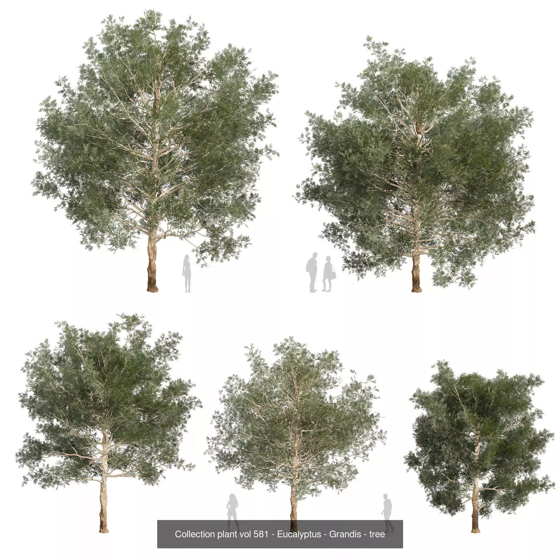 80 High-Quality Eucalyptus Tree Models Pack 3D Model Collection_36