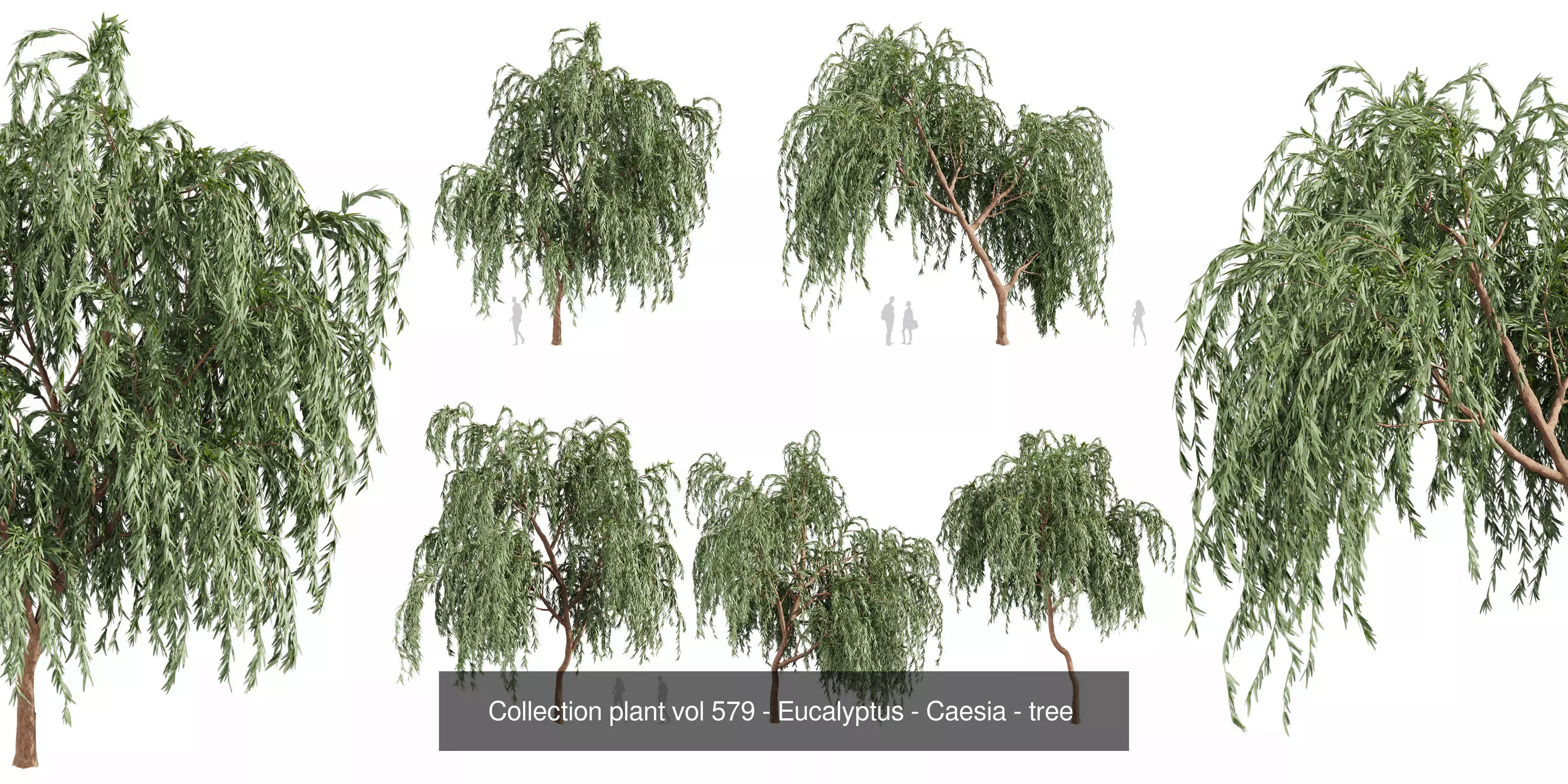 80 High-Quality Eucalyptus Tree Models Pack 3D Model Collection_31