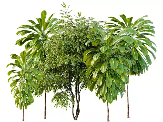 AV Broad Leaved Palm and European Bladdernut Trees 3D model