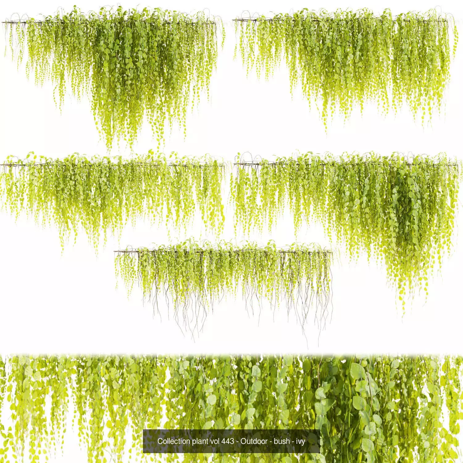 81 Asset Creeper Plants - Ivy Bundle 3D Model Collection_22