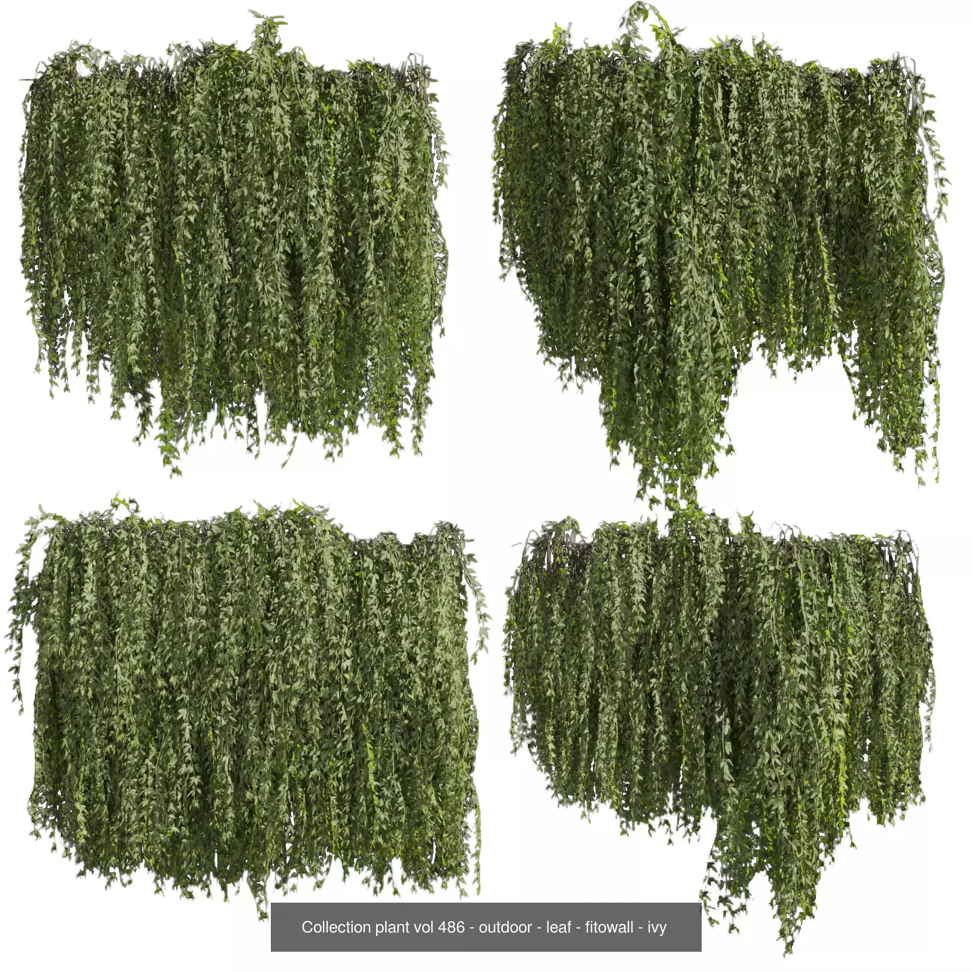 81 Asset Creeper Plants - Ivy Bundle 3D Model Collection_28