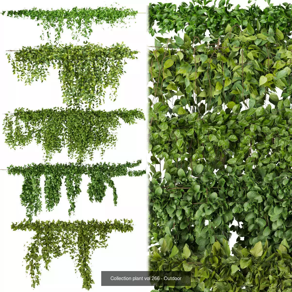 81 Asset Creeper Plants - Ivy Bundle 3D Model Collection_4