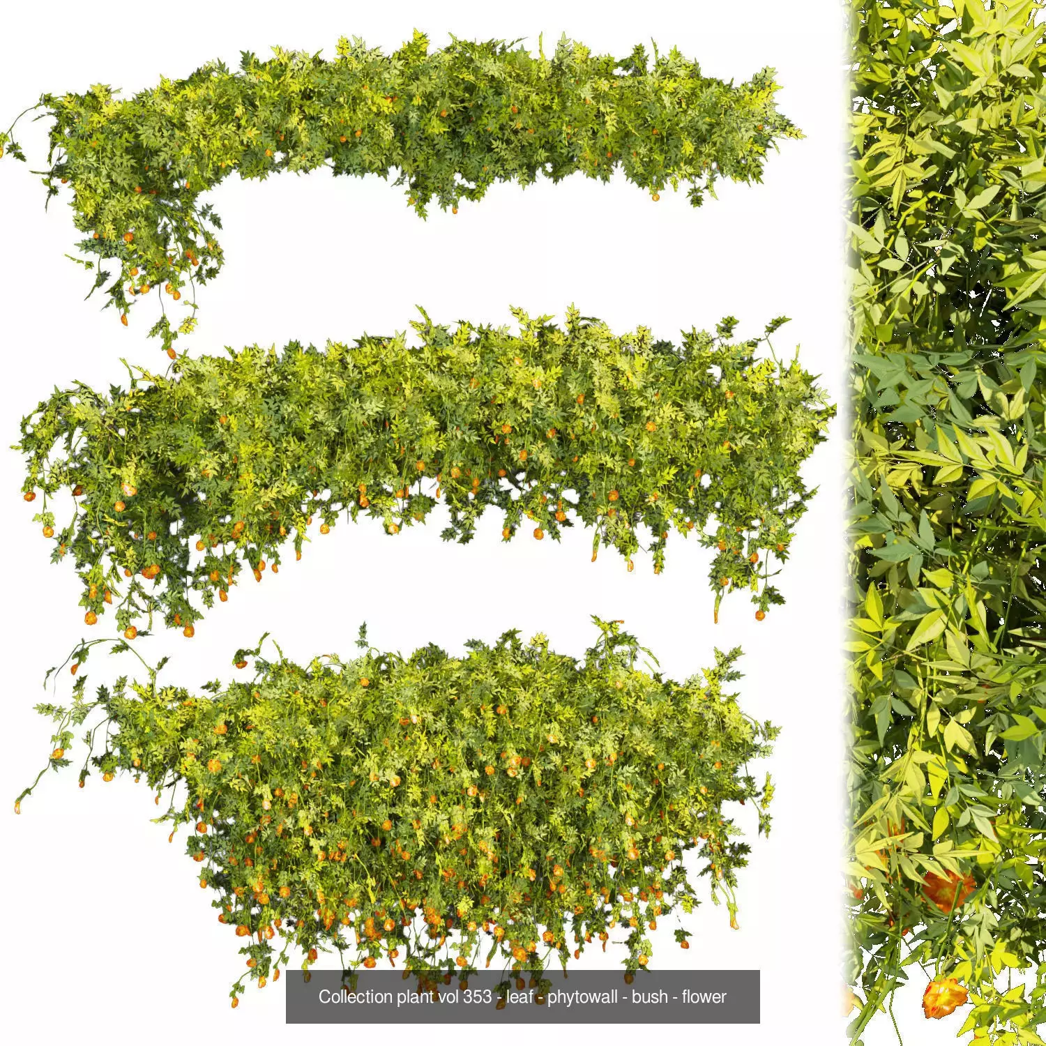 81 Asset Creeper Plants - Ivy Bundle 3D Model Collection_8