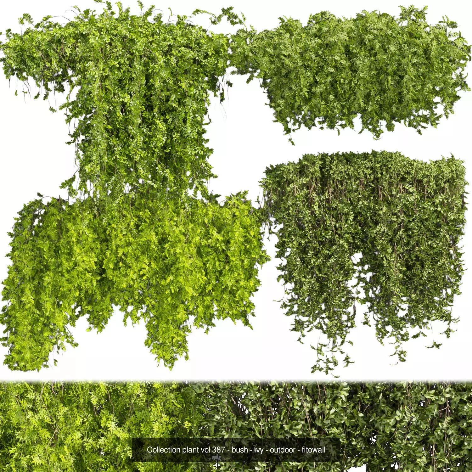 81 Asset Creeper Plants - Ivy Bundle 3D Model Collection_12