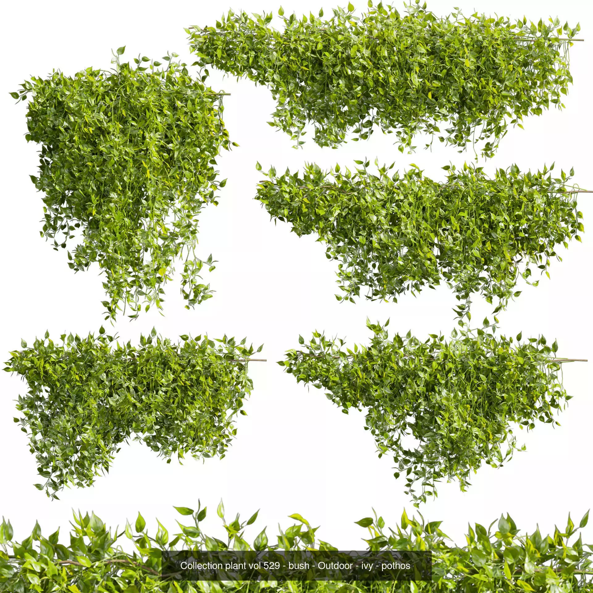81 Asset Creeper Plants - Ivy Bundle 3D Model Collection_32
