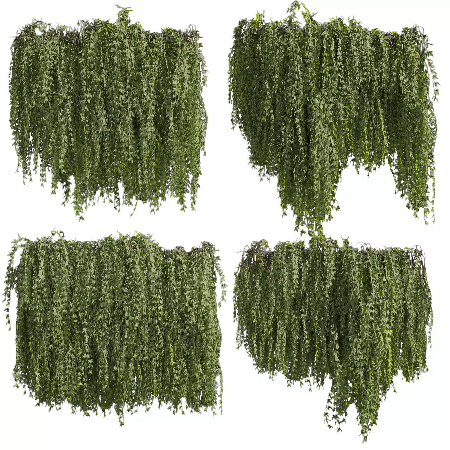 81 Asset Creeper Plants - Ivy Bundle 3D Model Collection_31
