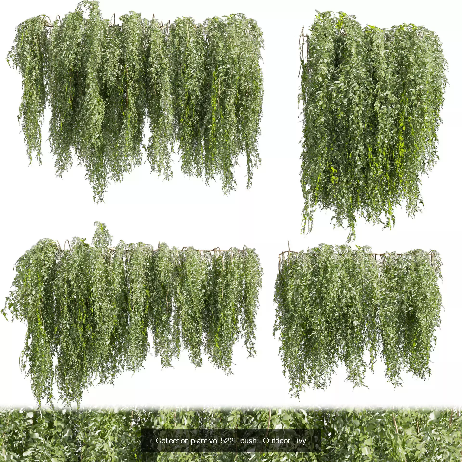 81 Asset Creeper Plants - Ivy Bundle 3D Model Collection_30