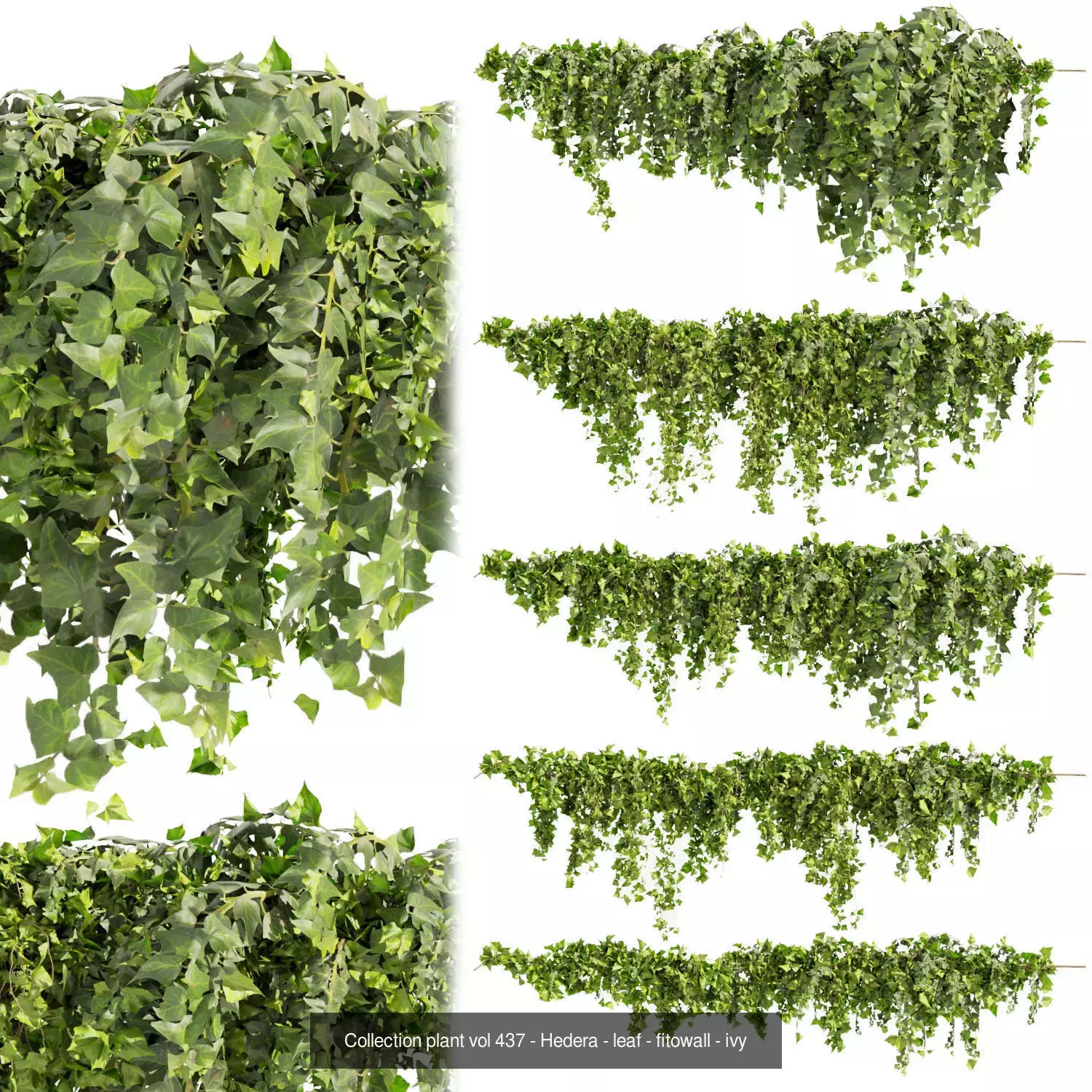 81 Asset Creeper Plants - Ivy Bundle 3D Model Collection_20