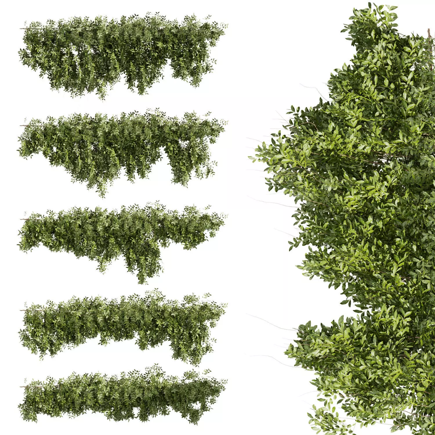 81 Asset Creeper Plants - Ivy Bundle 3D Model Collection_29