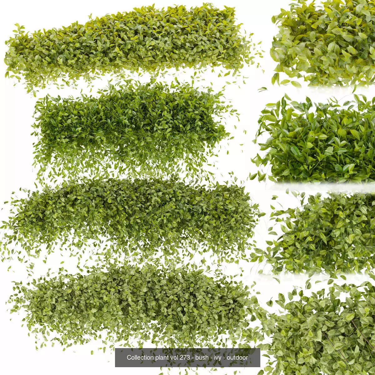 81 Asset Creeper Plants - Ivy Bundle 3D Model Collection_6