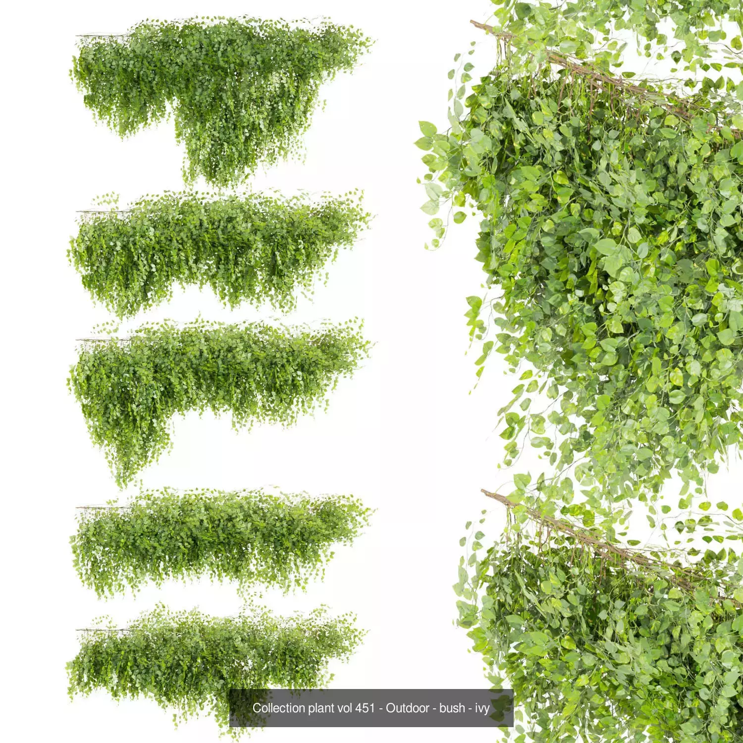 81 Asset Creeper Plants - Ivy Bundle 3D Model Collection_24