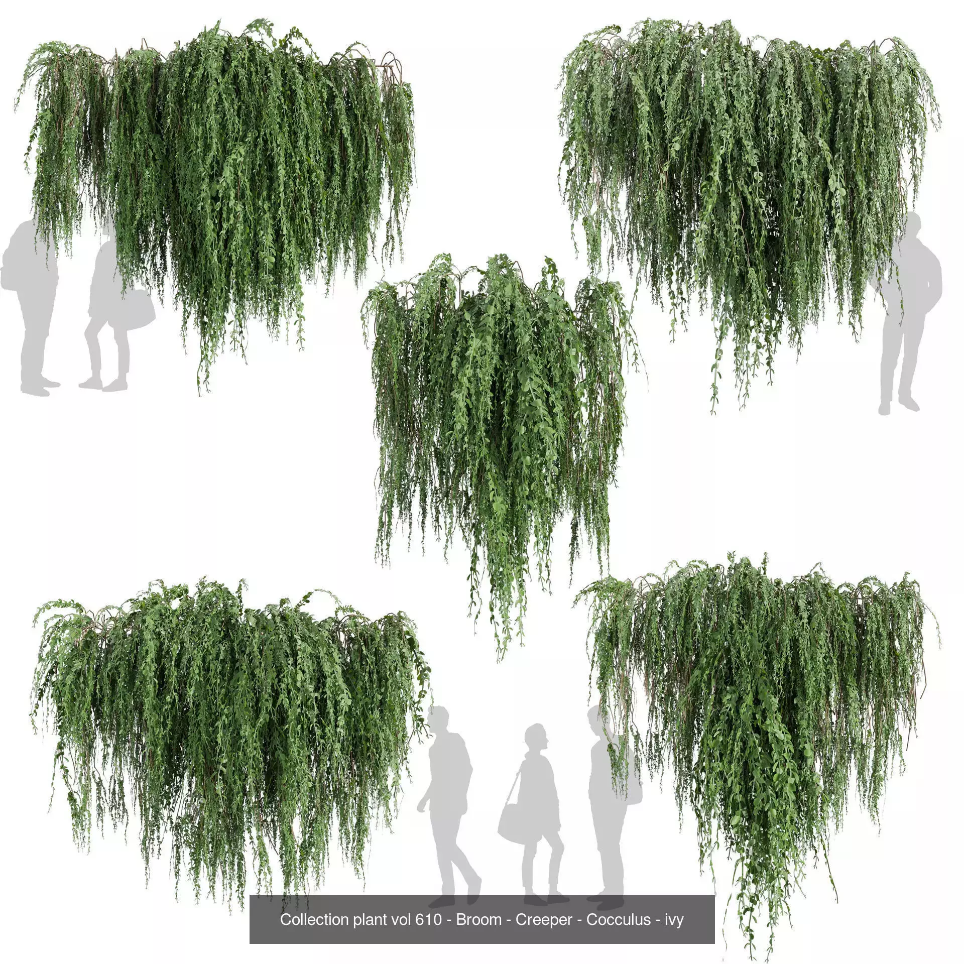 81 Asset Creeper Plants - Ivy Bundle 3D Model Collection_36