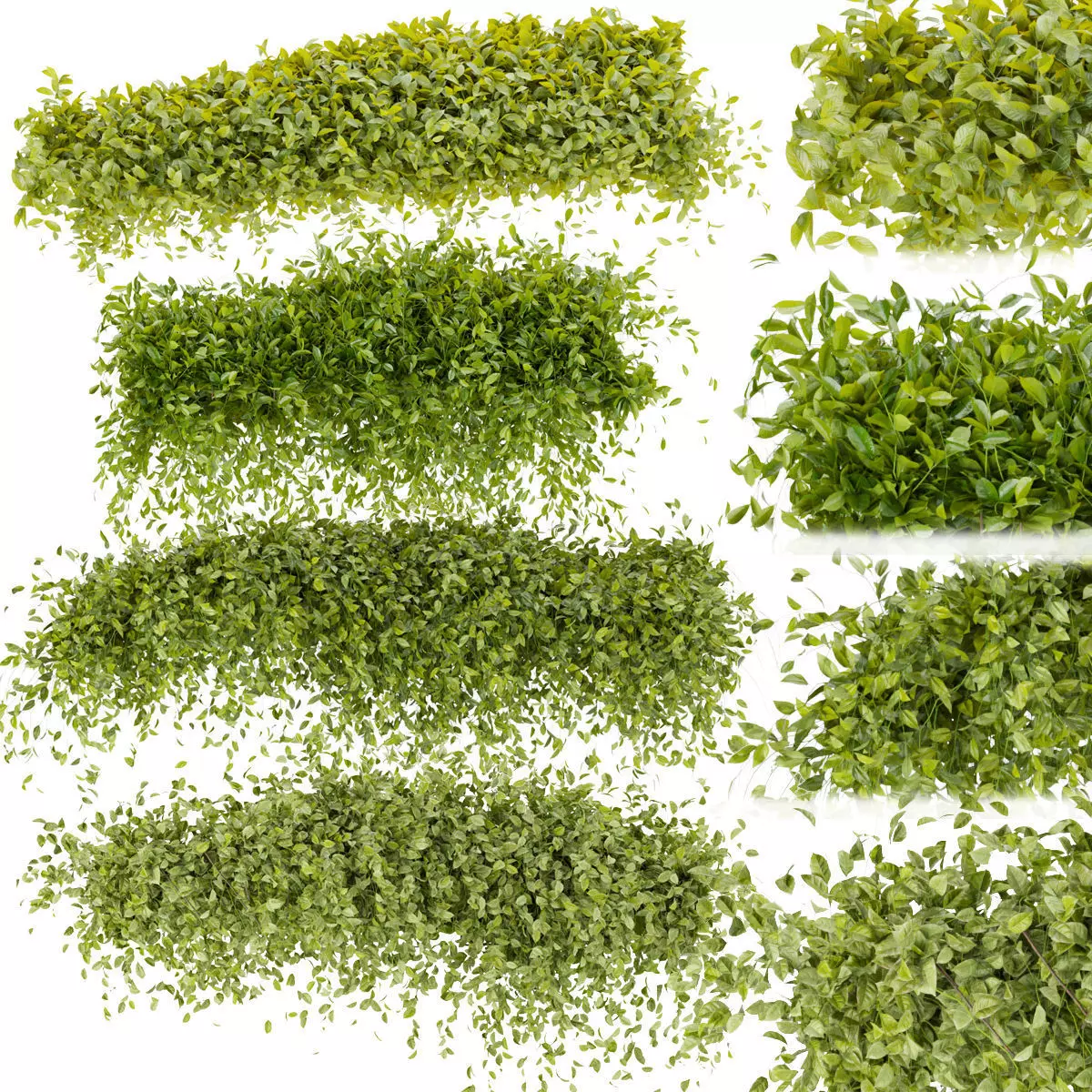 81 Asset Creeper Plants - Ivy Bundle 3D Model Collection_11