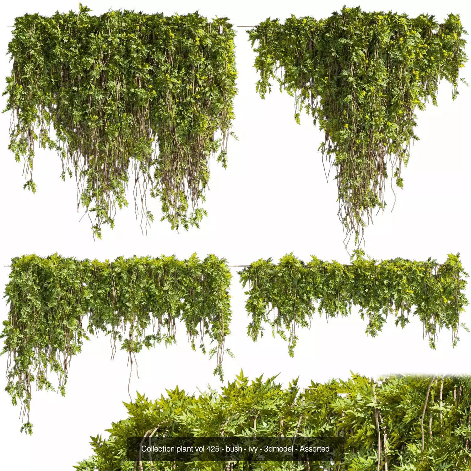 81 Asset Creeper Plants - Ivy Bundle 3D Model Collection_16