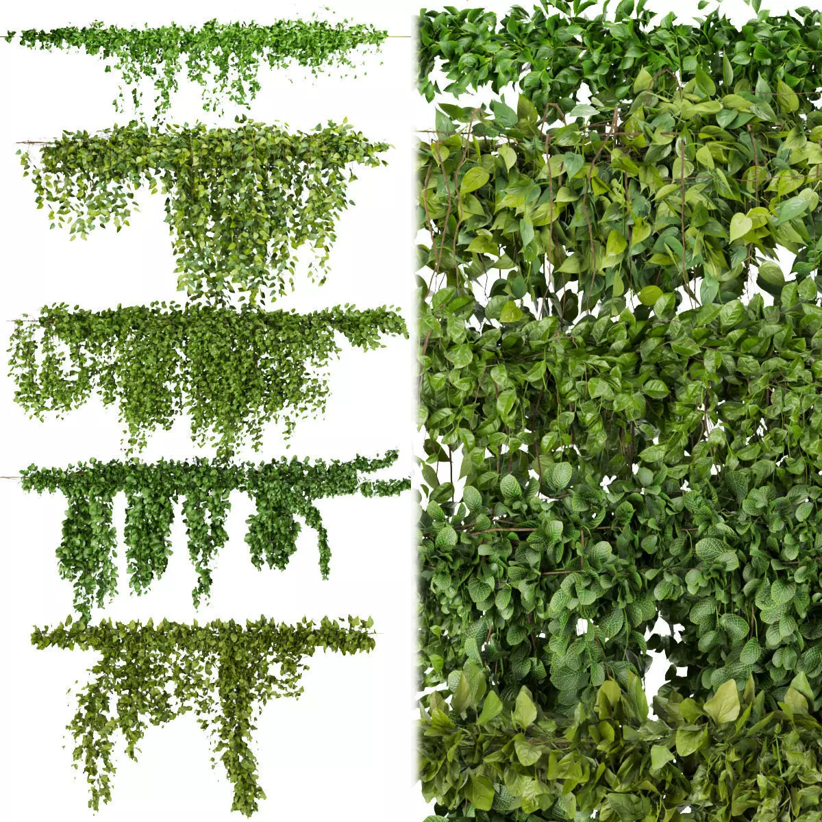 81 Asset Creeper Plants - Ivy Bundle 3D Model Collection_9