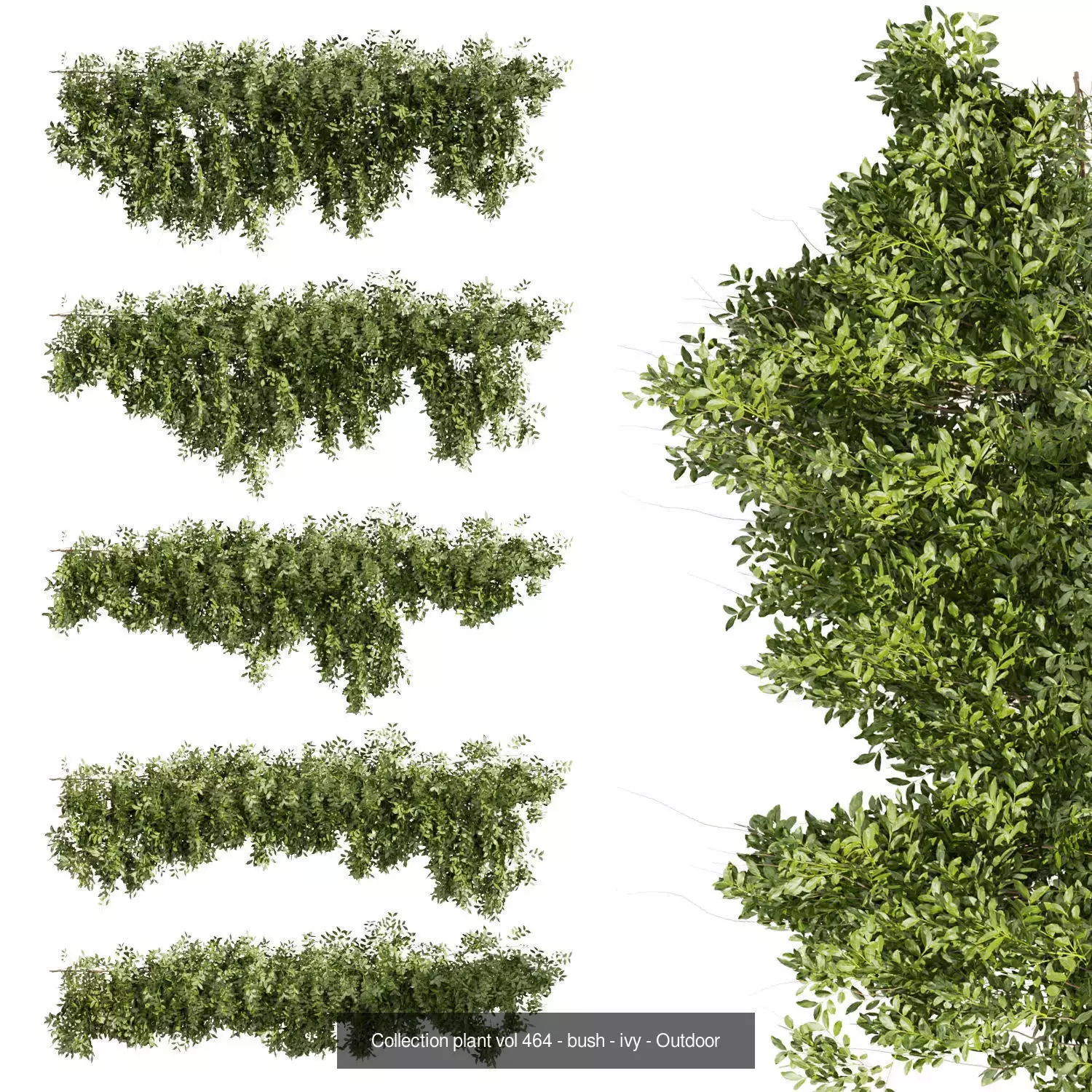 81 Asset Creeper Plants - Ivy Bundle 3D Model Collection_26