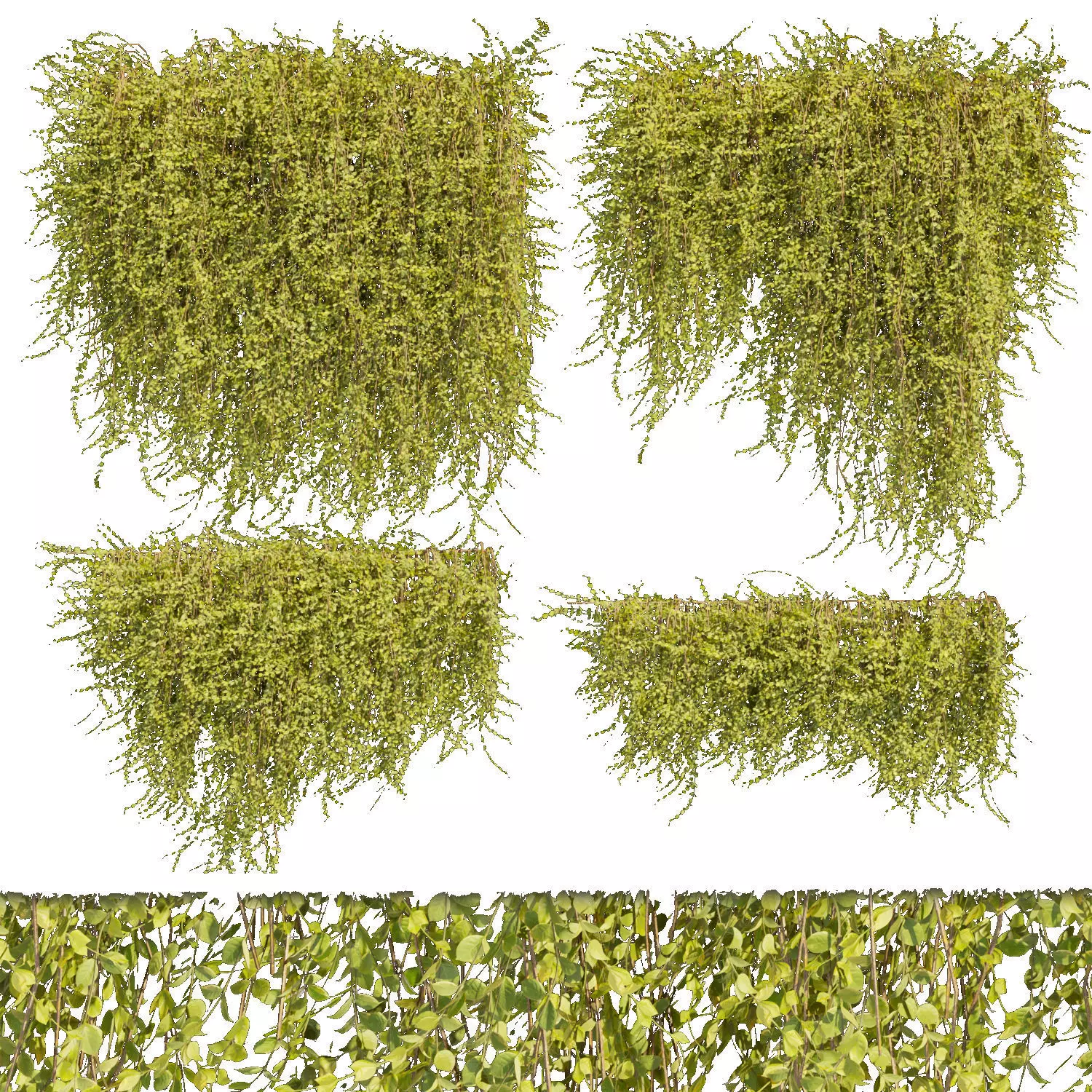 81 Asset Creeper Plants - Ivy Bundle 3D Model Collection_15