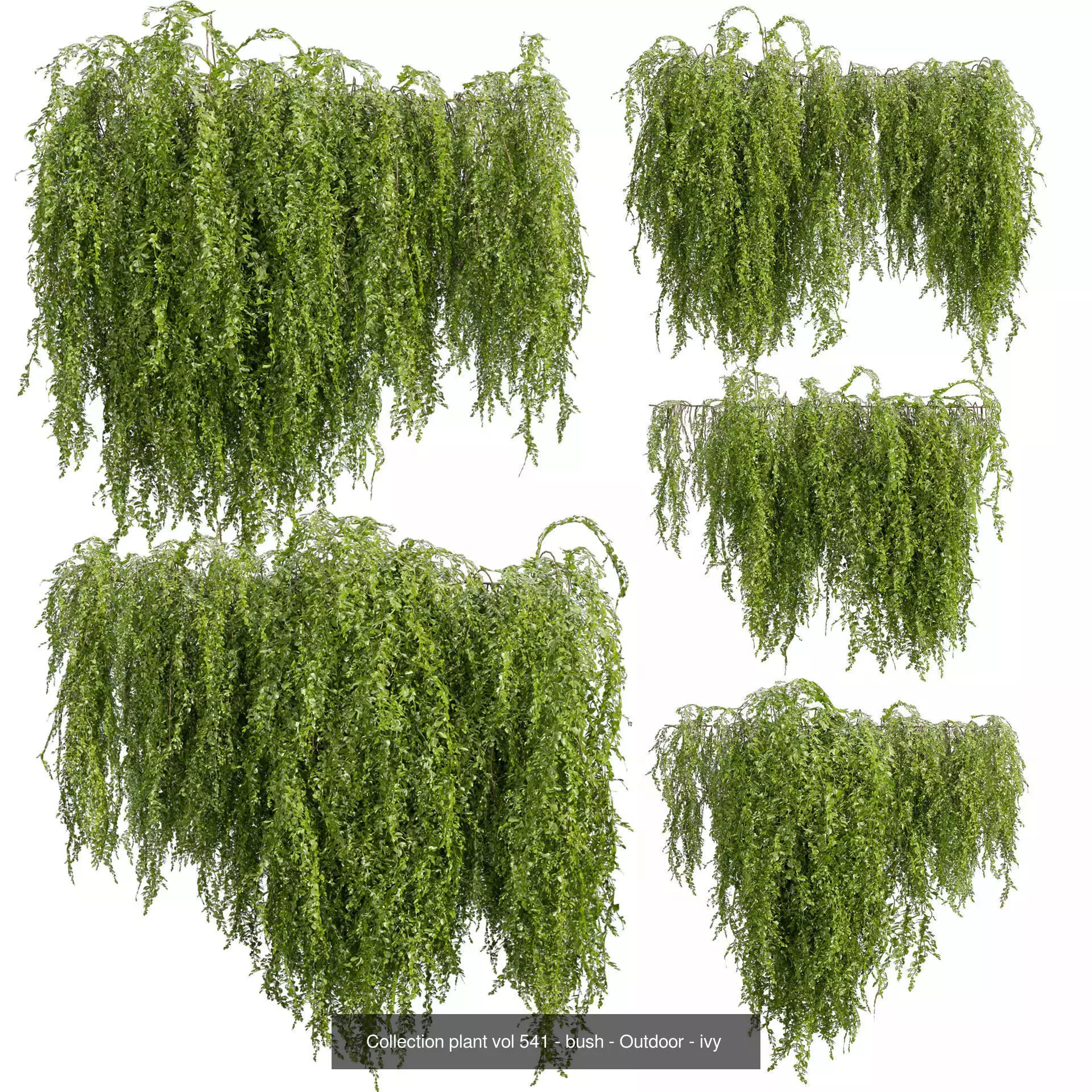 81 Asset Creeper Plants - Ivy Bundle 3D Model Collection_34