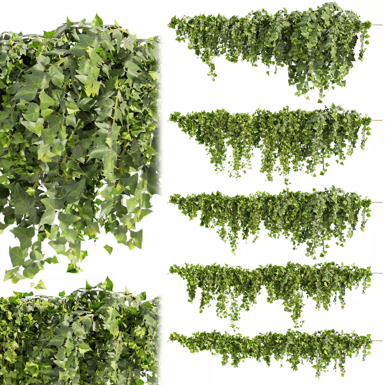 81 Asset Creeper Plants - Ivy Bundle 3D Model Collection_27