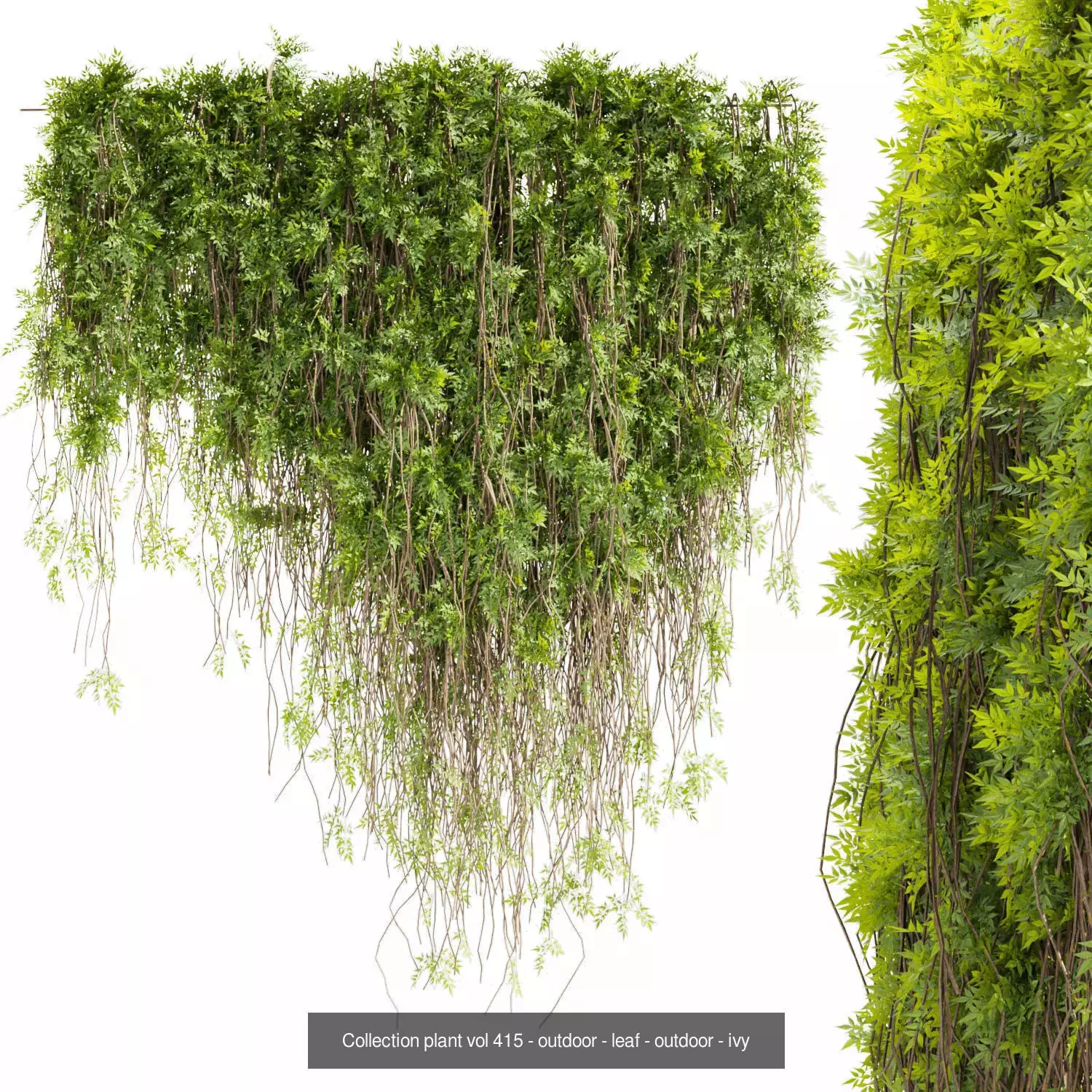 81 Asset Creeper Plants - Ivy Bundle 3D Model Collection_14