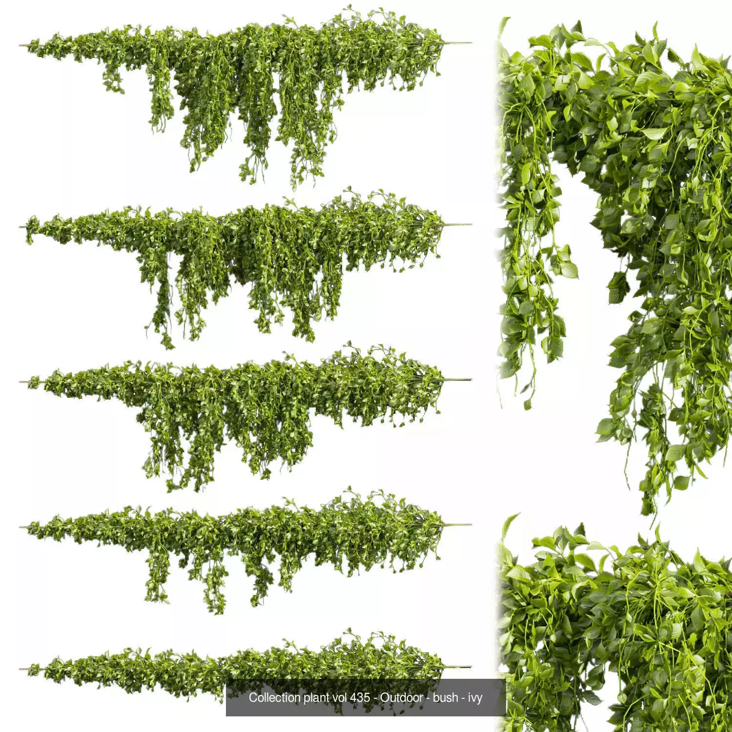 81 Asset Creeper Plants - Ivy Bundle 3D Model Collection_18