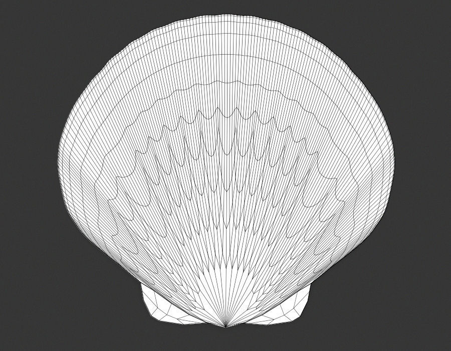 Sea Shell PBR Free 3D model_4