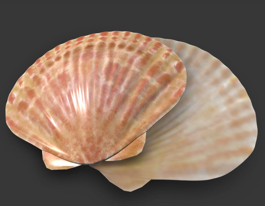 Sea Shell PBR Free 3D model_2