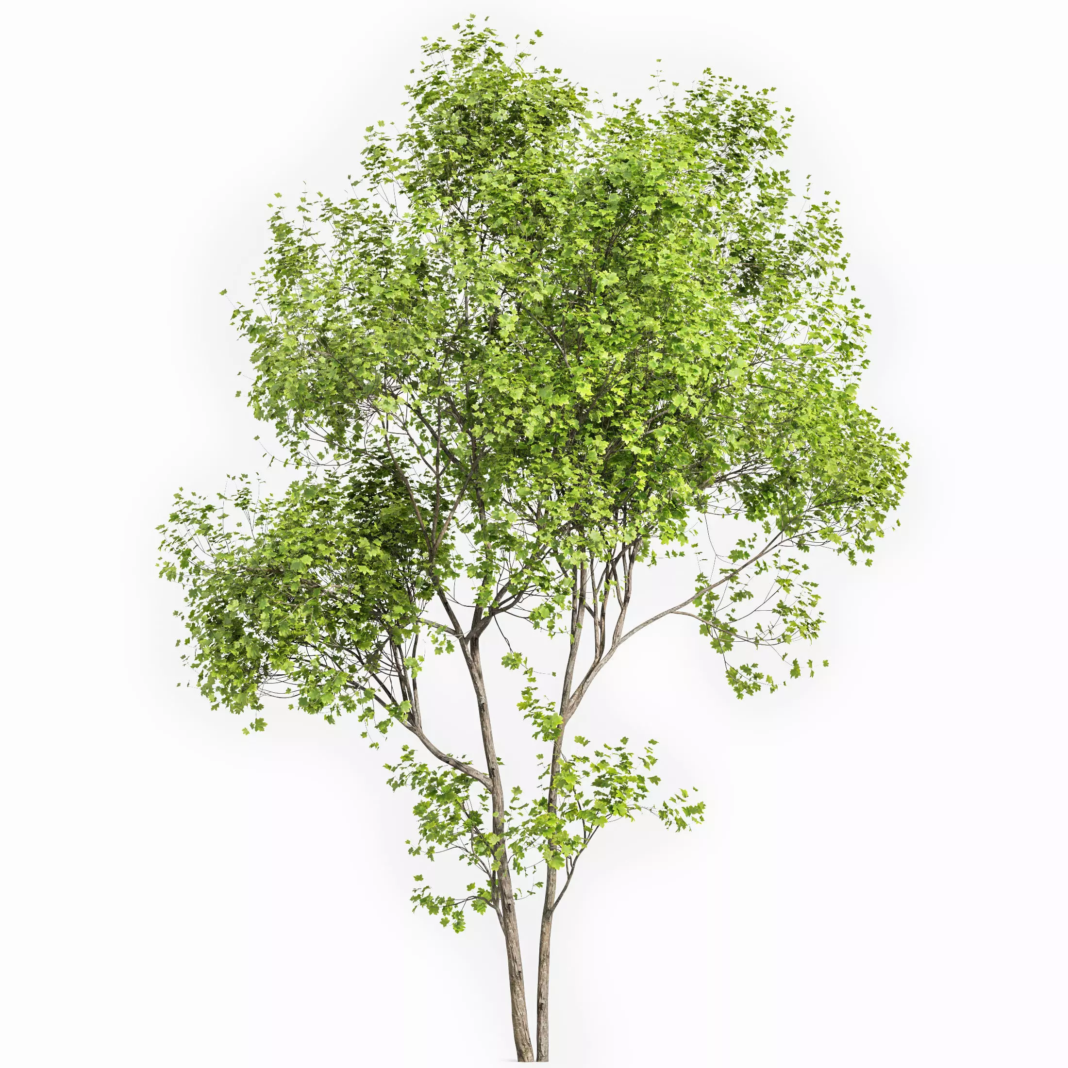 AV Acer Saccharinum and Japanese Cherry Leaf 3D model_2