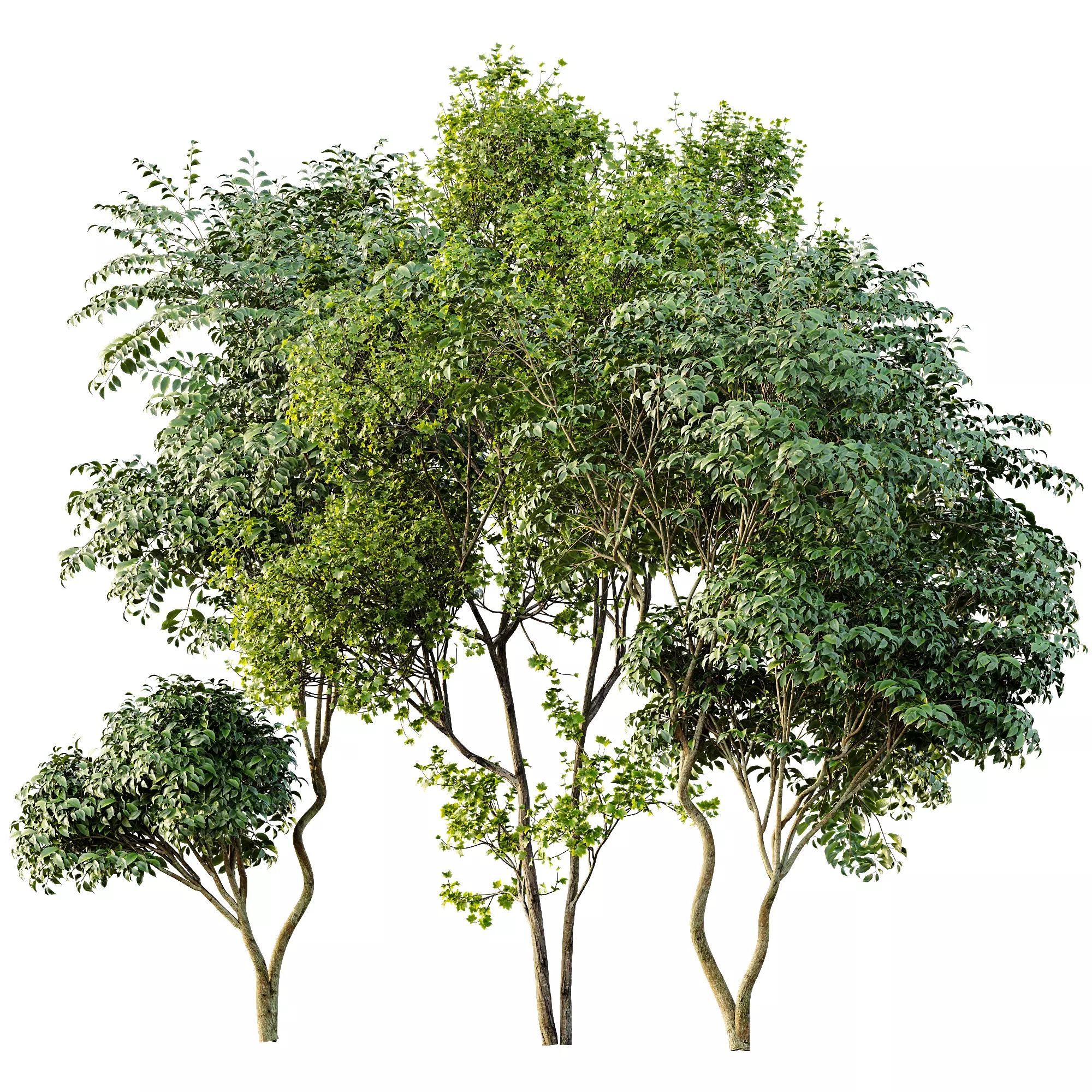 AV Acer Saccharinum and Japanese Cherry Leaf 3D model_5