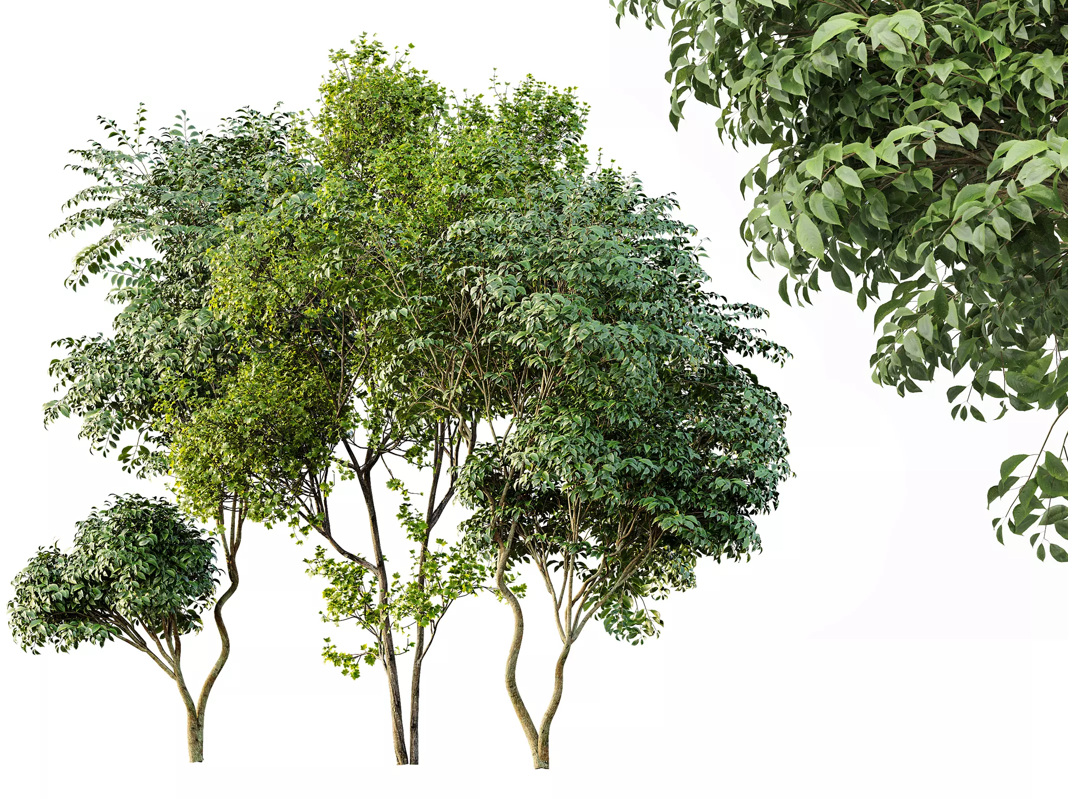 AV Acer Saccharinum and Japanese Cherry Leaf 3D model_0