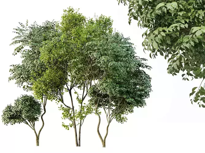 AV Acer Saccharinum and Japanese Cherry Leaf