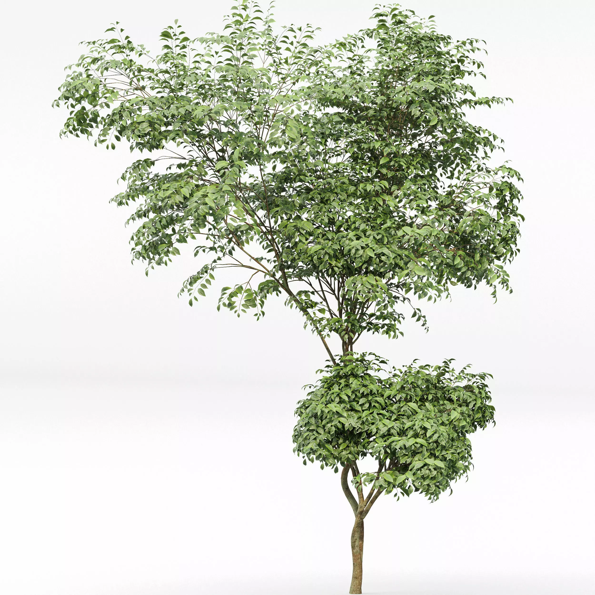 AV Acer Saccharinum and Japanese Cherry Leaf 3D model_3