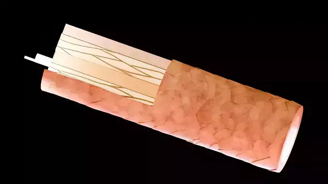 Human Hair Structure