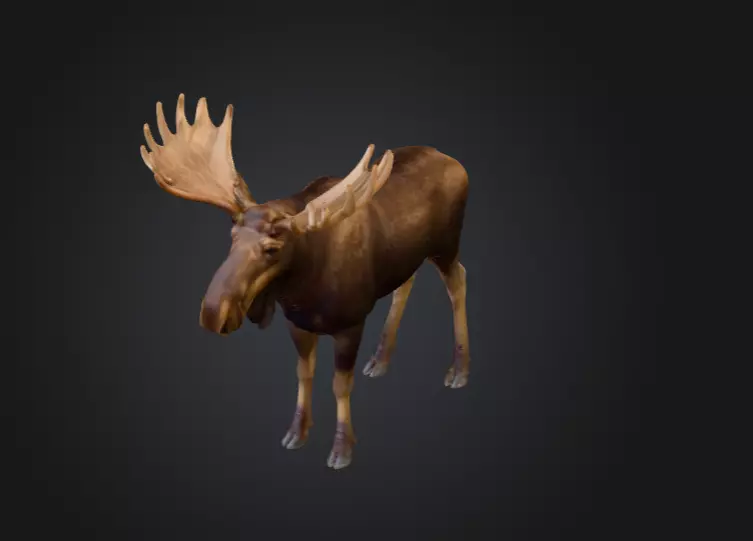 Photorealistic Male Moose Low-poly 3D model_11