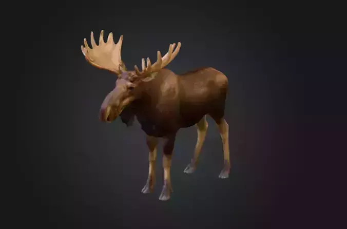 Photorealistic Male Moose Low-poly 3D model