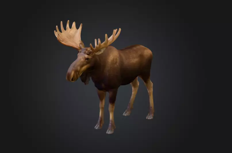 Photorealistic Male Moose Low-poly 3D model_0