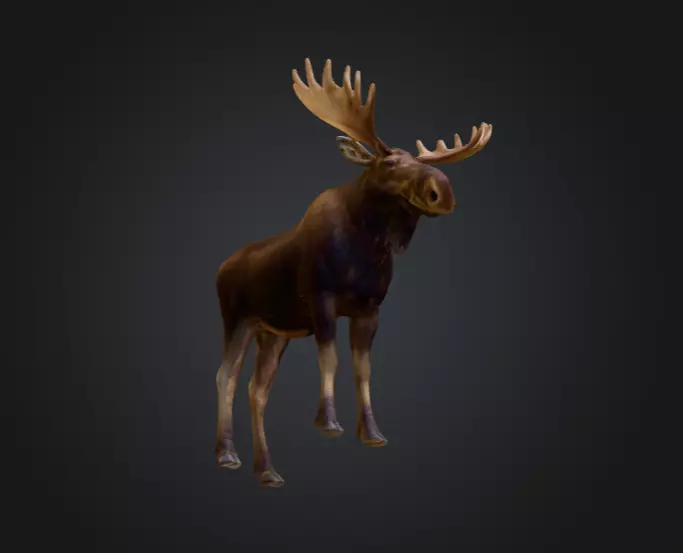 Photorealistic Male Moose Low-poly 3D model_13